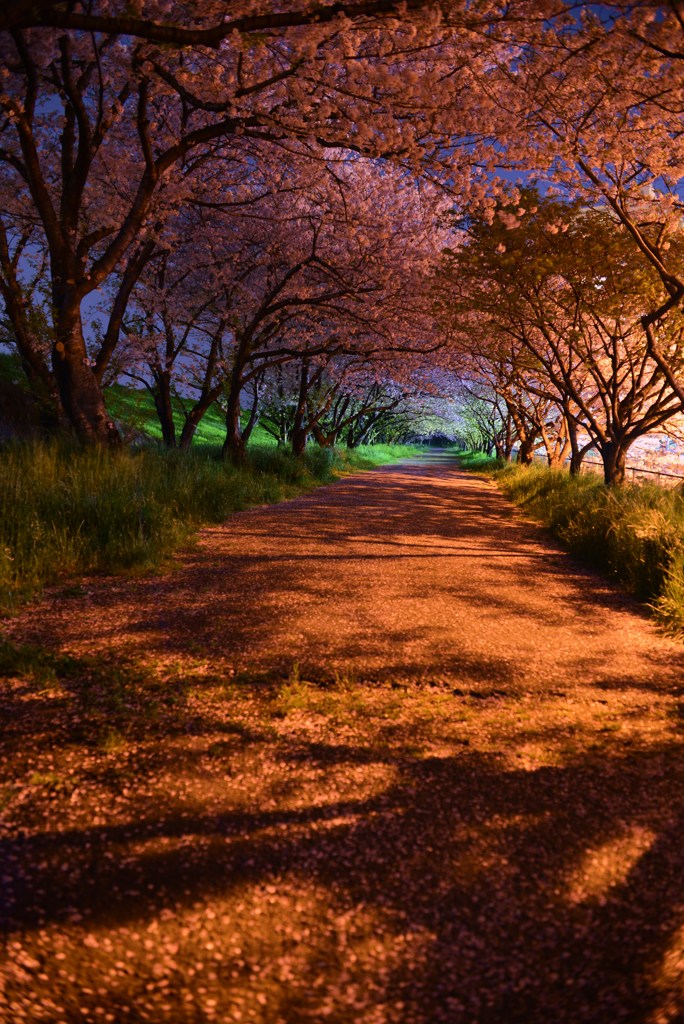 夜の桜並木