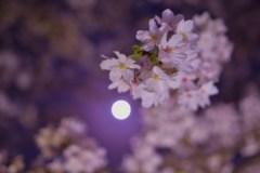 ブルームーンと桜