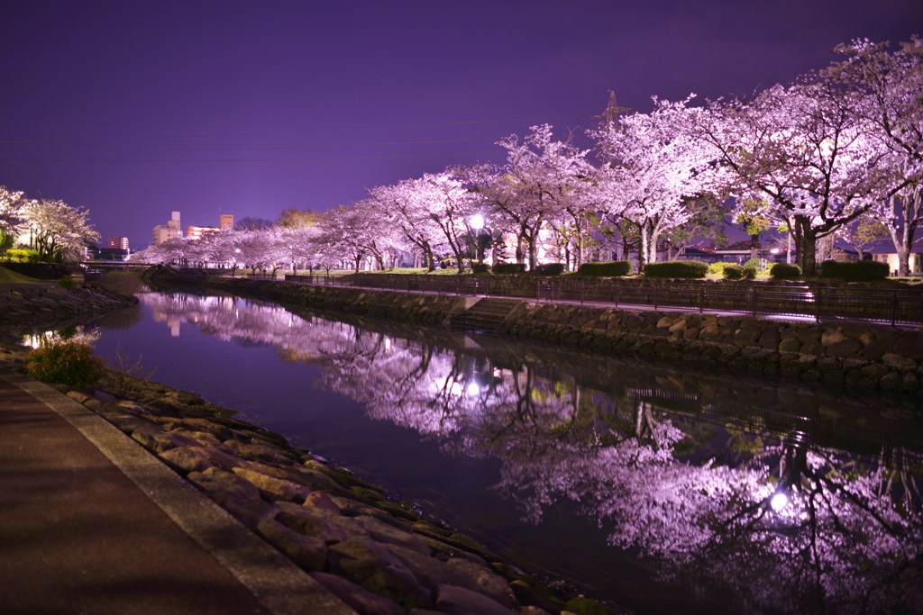 夜桜Ⅱ