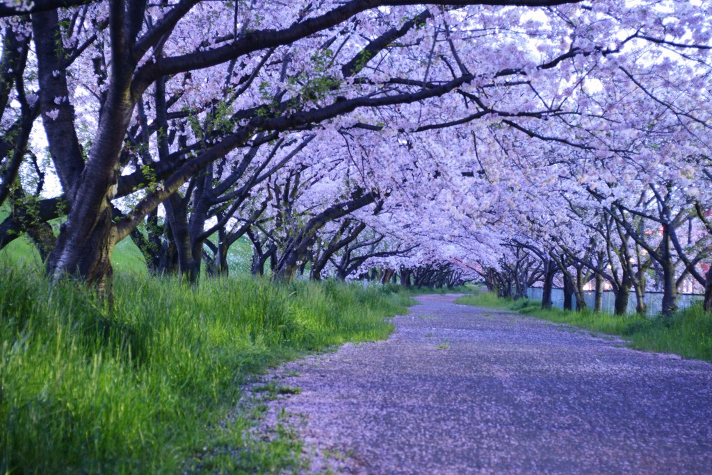 桜並木昼