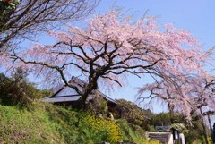 安楽寺しだれ桜