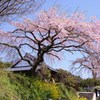 安楽寺しだれ桜