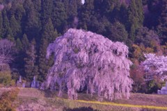 竹田墓守しだれ桜