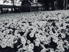 都会の中の純白(^-^)