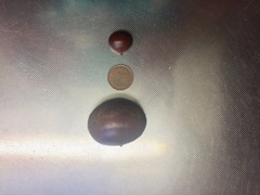 一番ちっちゃいのと、一番おっきいの(^^)