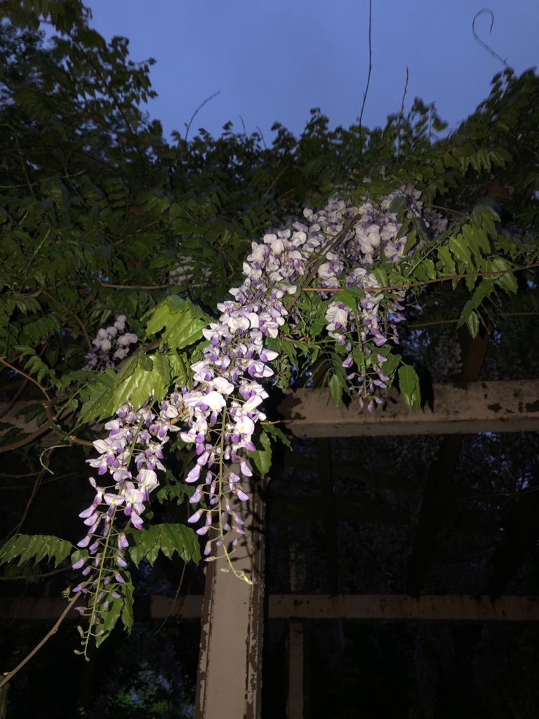 夜の公園。。。藤の花(^^)