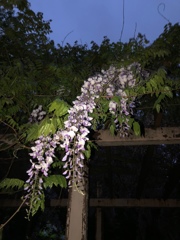 夜の公園。。。藤の花(^^)