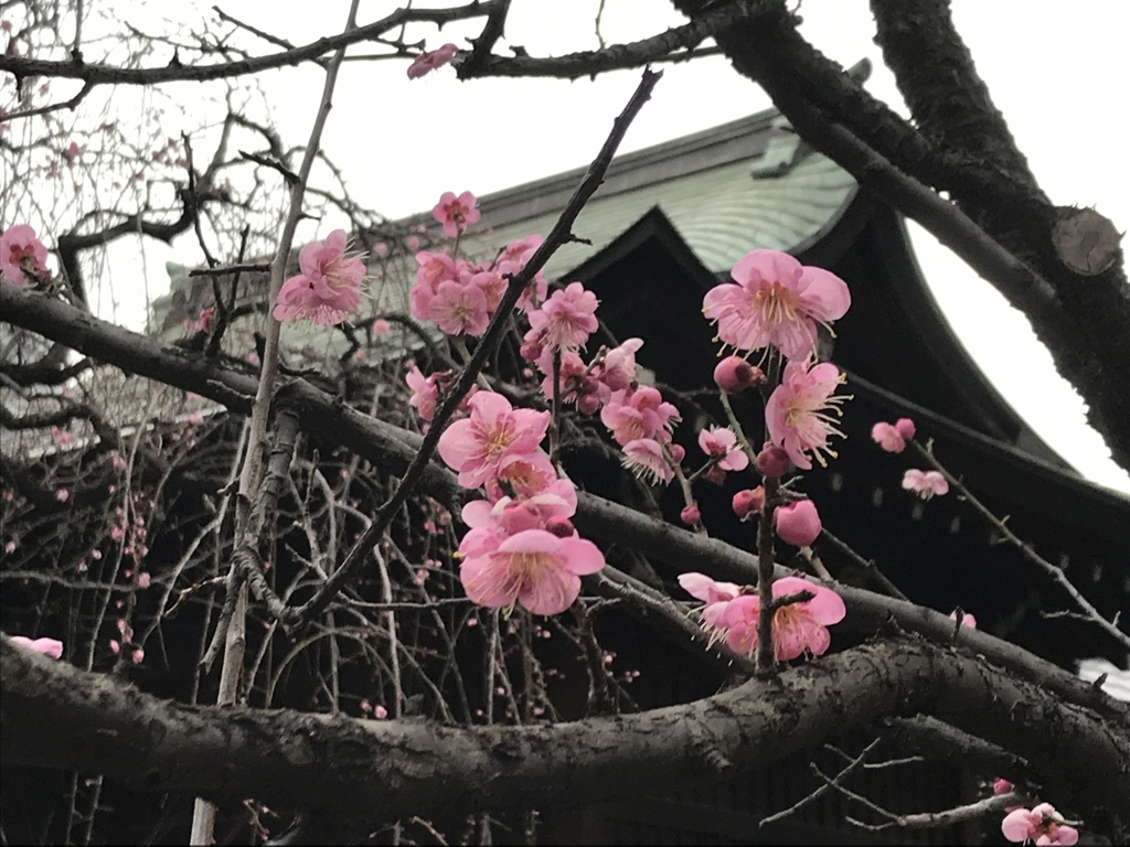 五條天神社の梅(^^)