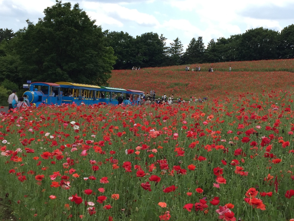 トーマス号とポピー(^^)