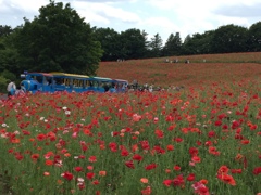 トーマス号とポピー(^^)