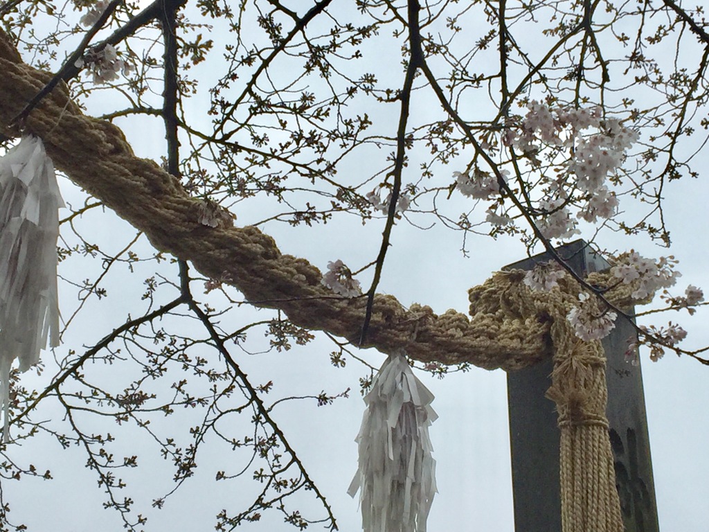 雨の伊勢山皇大神宮    満開を待ちわびて。。