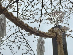 雨の伊勢山皇大神宮    満開を待ちわびて。。