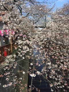 春が来た(^ ^)