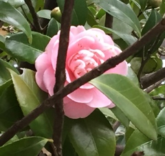 背伸びして、、。