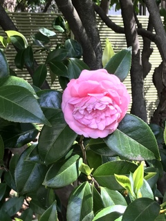 私、最後に朽ちますね。また来年(^^)ね。