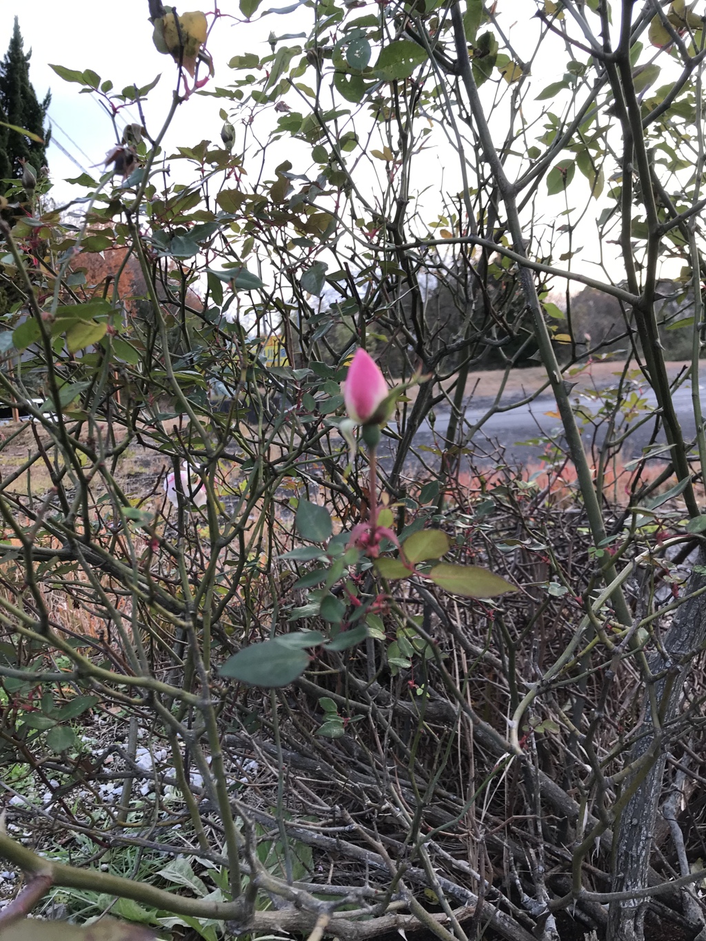 強く、美しく。。