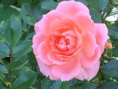 2016横浜イングリッシュガーデン