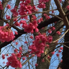 寒緋桜。。。だそうです。可愛い色(*^_^*)