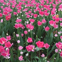 横浜公園チューリップ(^-^)