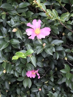 山茶花が咲き始めていました(^^)