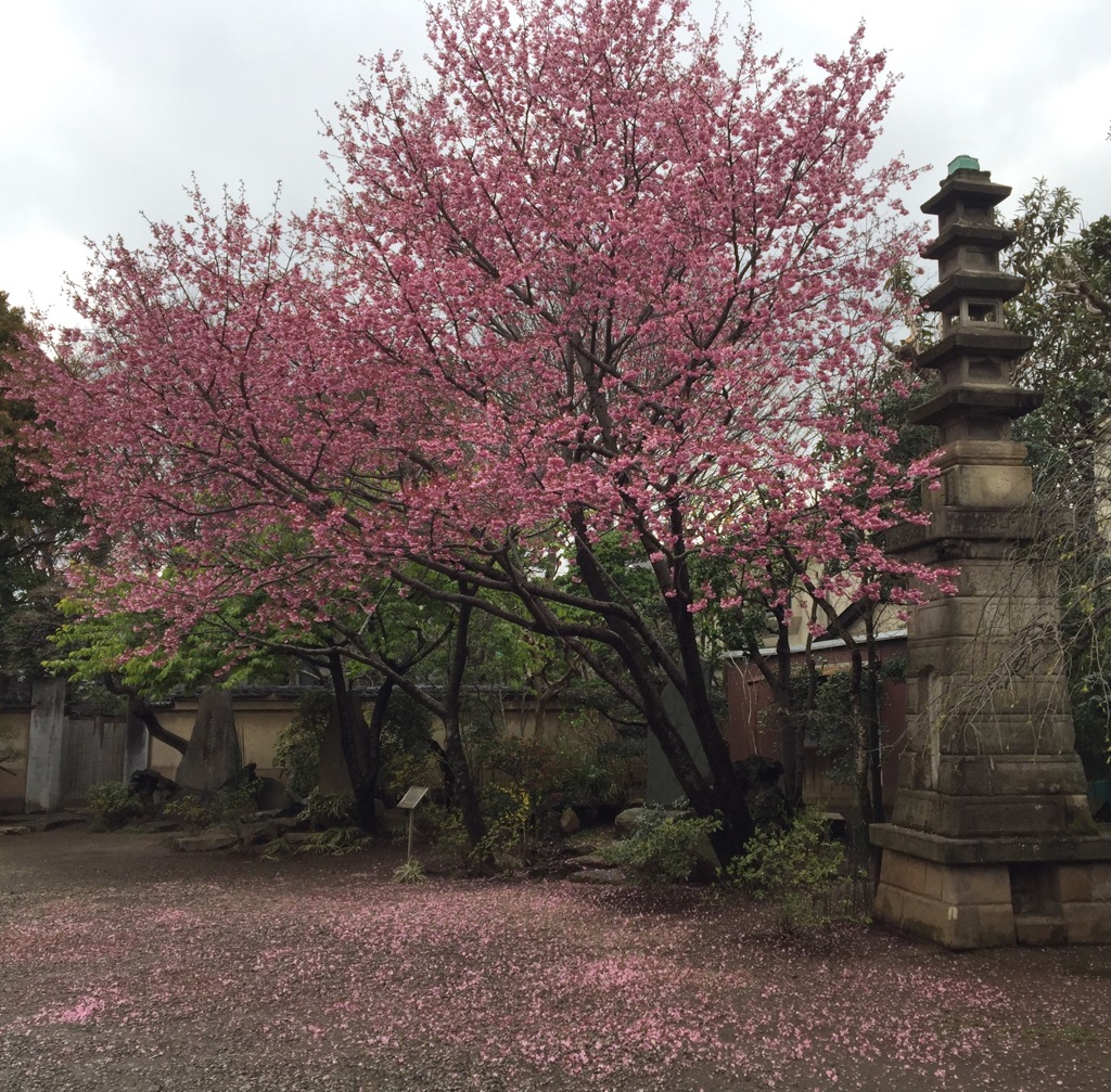 雨の新井薬師松照院にて。。