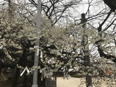 春の祈り。。。