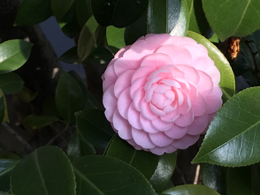 たくさんの花びら、重なる想い。。