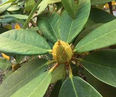 つくししゃくなげ（和しゃくなげ）(o^^o)