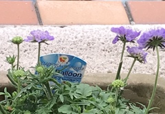 ブルーバルーン(^^)