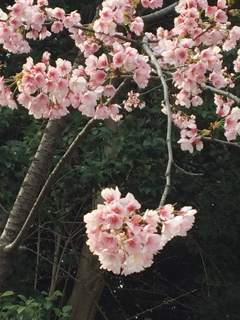 一足先に(^^)  上野公園にて。。