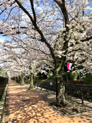 恒例の桜通り
