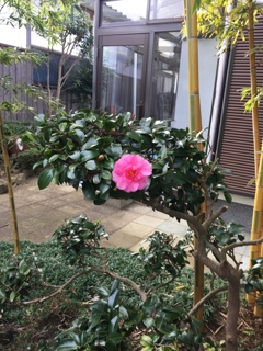 さざんか、一つ。