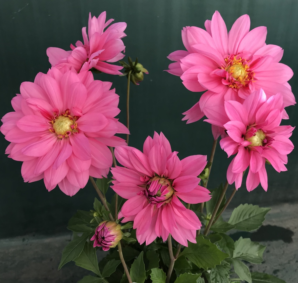 たくさん咲きました(^^)