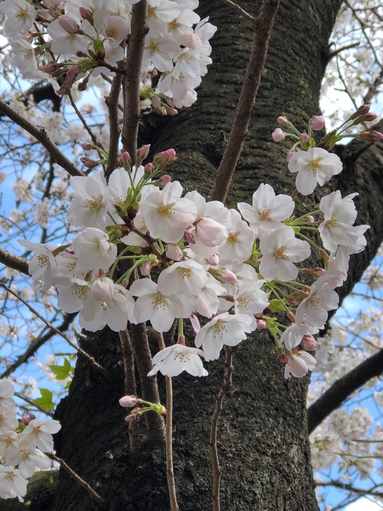 きれい(^ ^)