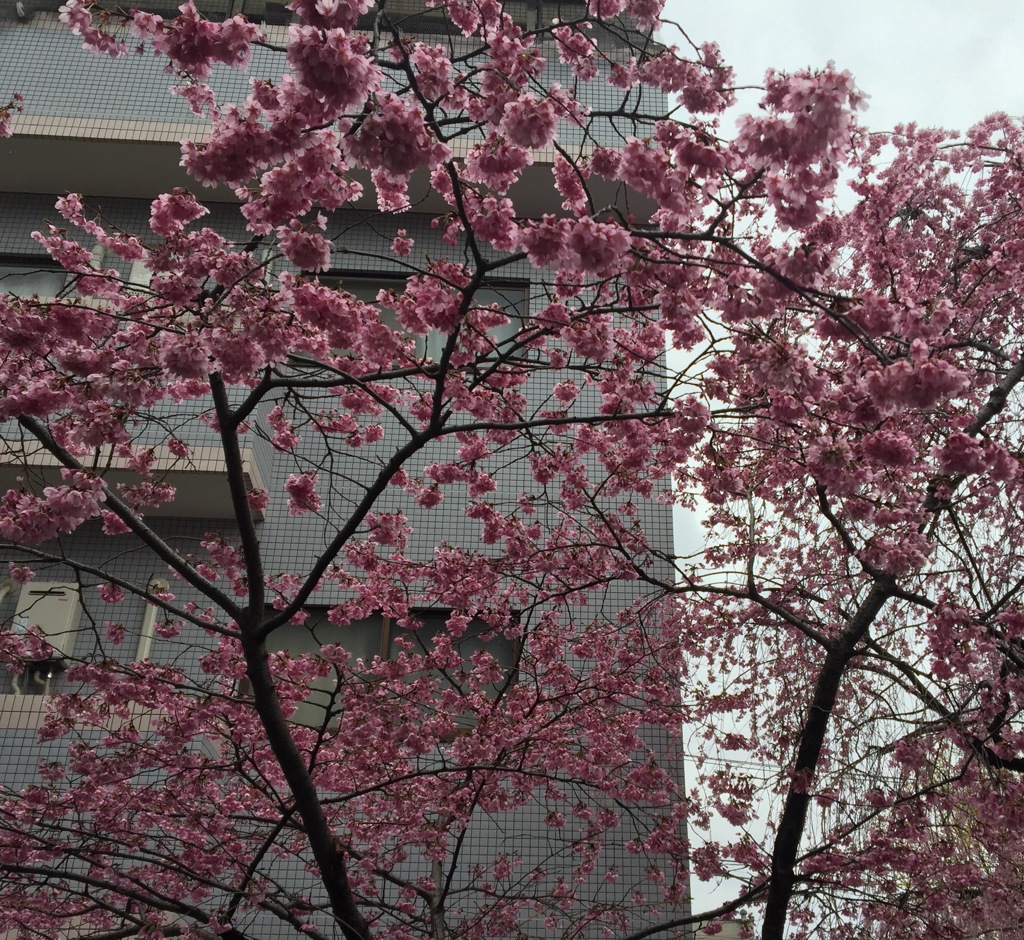 プリンセス 雅    (^-^)