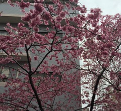 プリンセス 雅    (^-^)