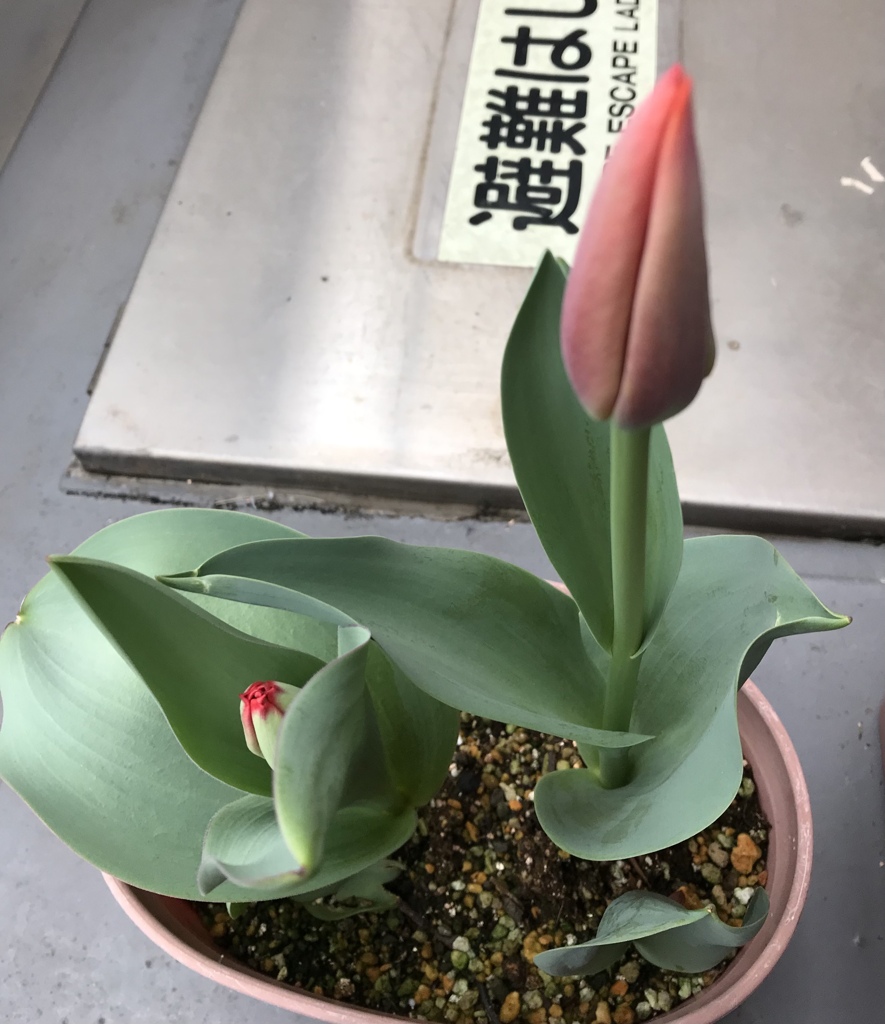 育つ喜び(^^)