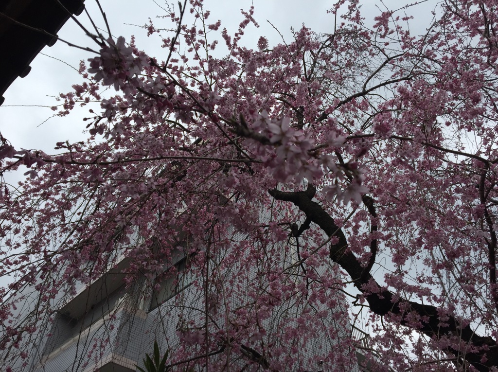 新井薬師梅照院にて。。