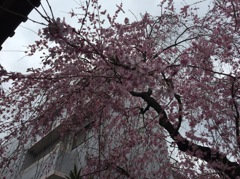 新井薬師梅照院にて。。