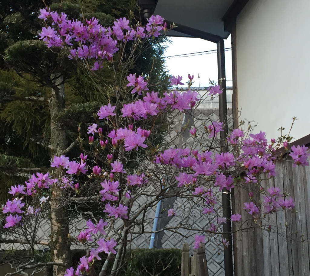 イワツツジ(^ ^)