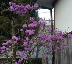 イワツツジ(^ ^)