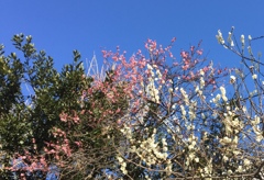 嵐が去ったあとの、澄んだ青空と梅の花(^-^)