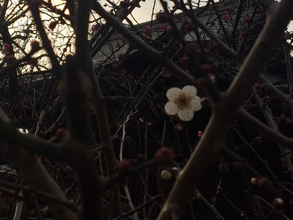 私、、お先に咲きますね、寒いけど、、(^-^)