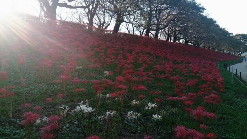 彼岸花。。