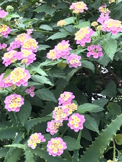 愛らしく。。