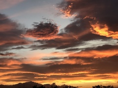 強風の日な夕方。。。何を怒っているんでしょう。。