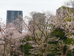 桜は負けてない(^^)