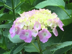 牛久大仏さんの紫陽花(^-^)