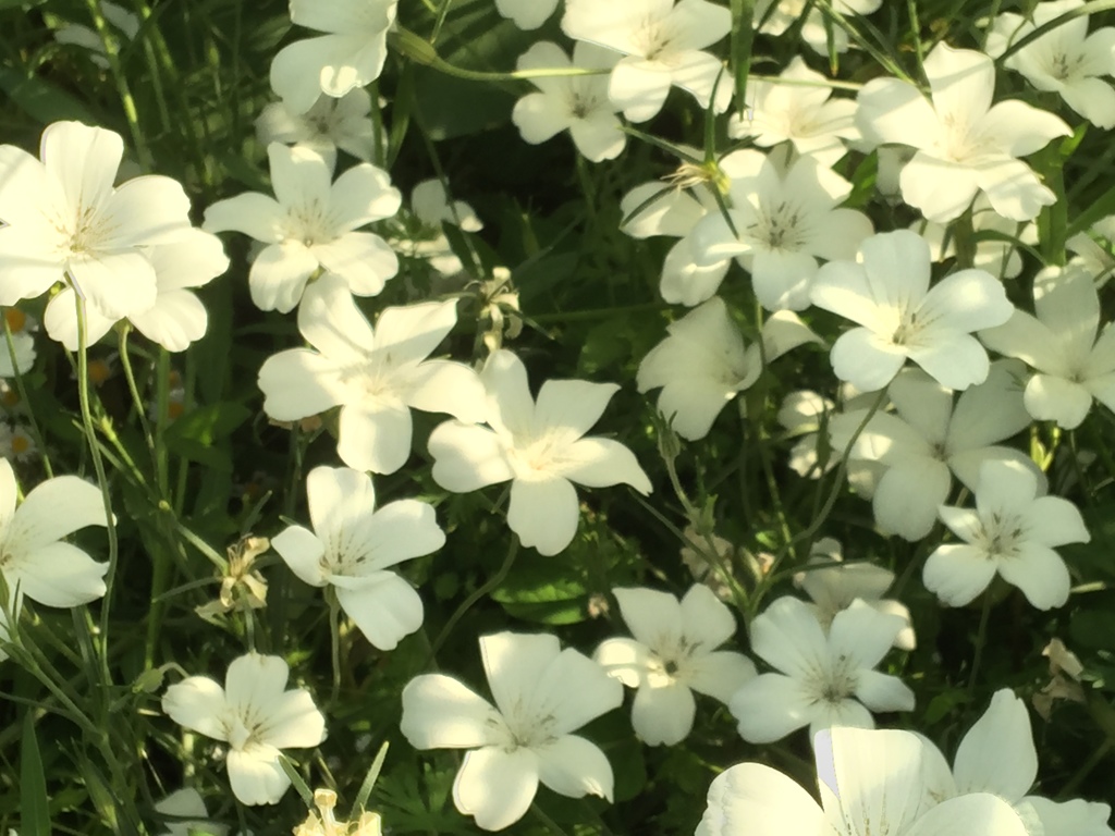 2016横浜イングリッシュガーデン