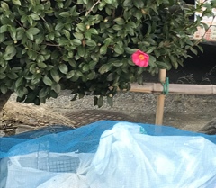 ごみ集積場に華を(^^)